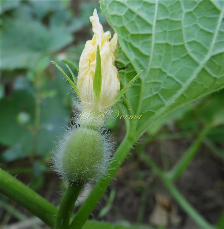  Female flower
